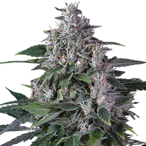 Tropic Thunder Cannabis Seeds