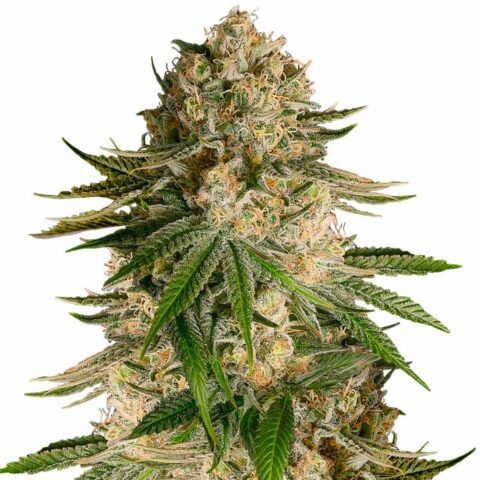 Turbo Mind Warp Cannabis Seeds