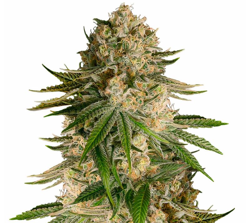 Turbo Mind Warp Cannabis Seeds
