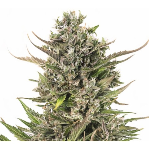 U2 Kush Cannabis Seeds
