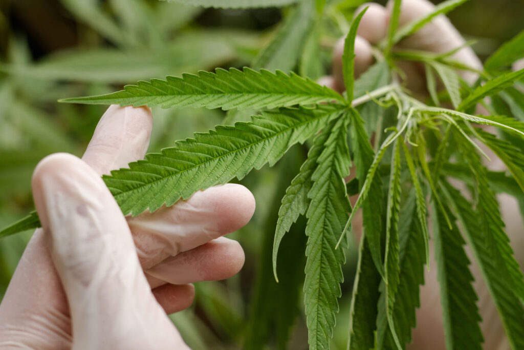 Understanding Hop Latent Viroid