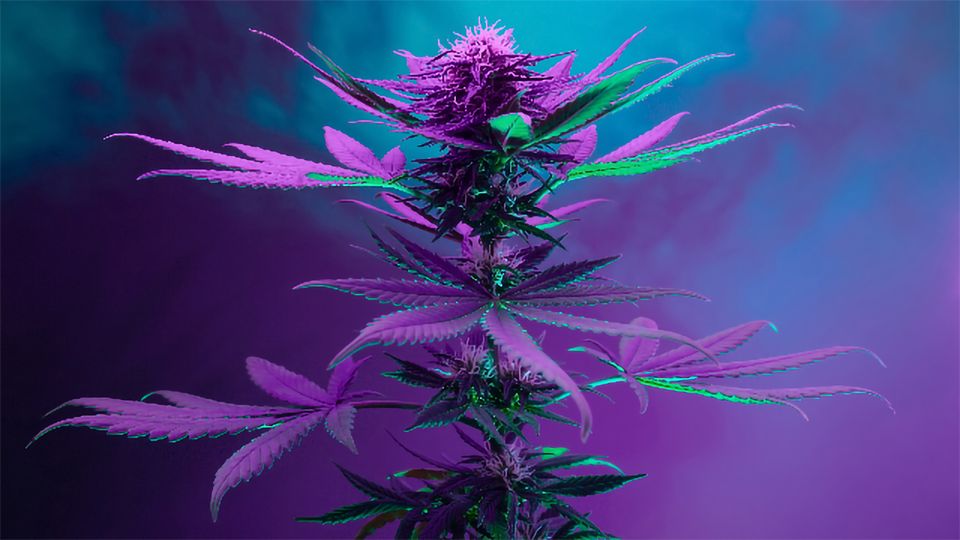 Understanding Light Intensity and Spectrum in Flowering Cannabis