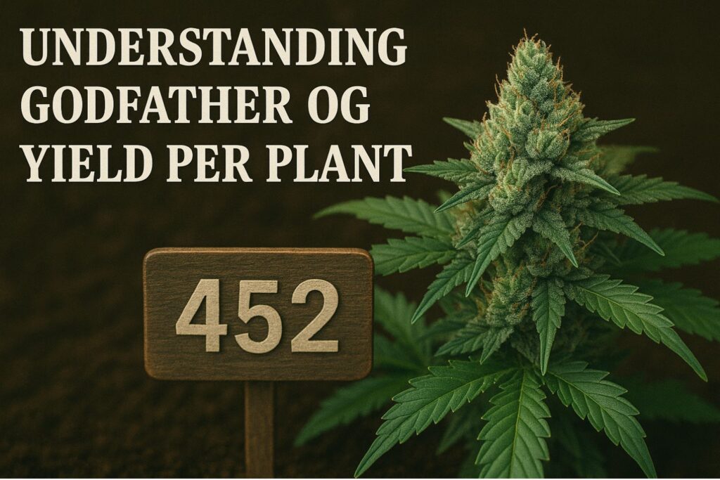 Godfather OG yield per plant