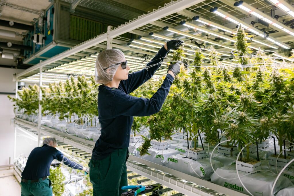 Upholding the Cleanliness of the Cultivation Area