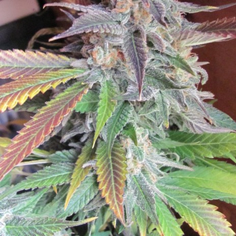 Vanilla Kush trichomes