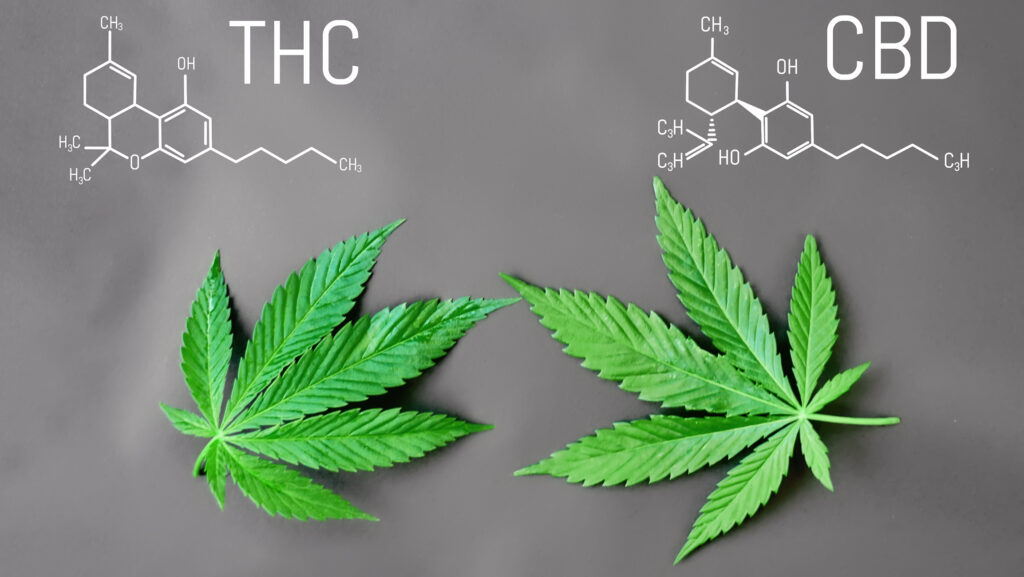 Variables Influencing Individual Reactions to CBD and THC