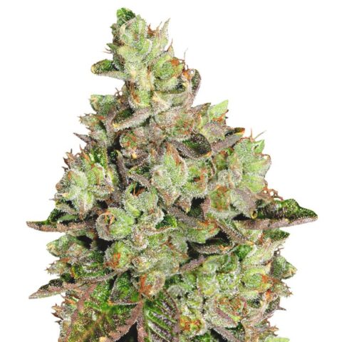 Venom OG Cannabis Seeds