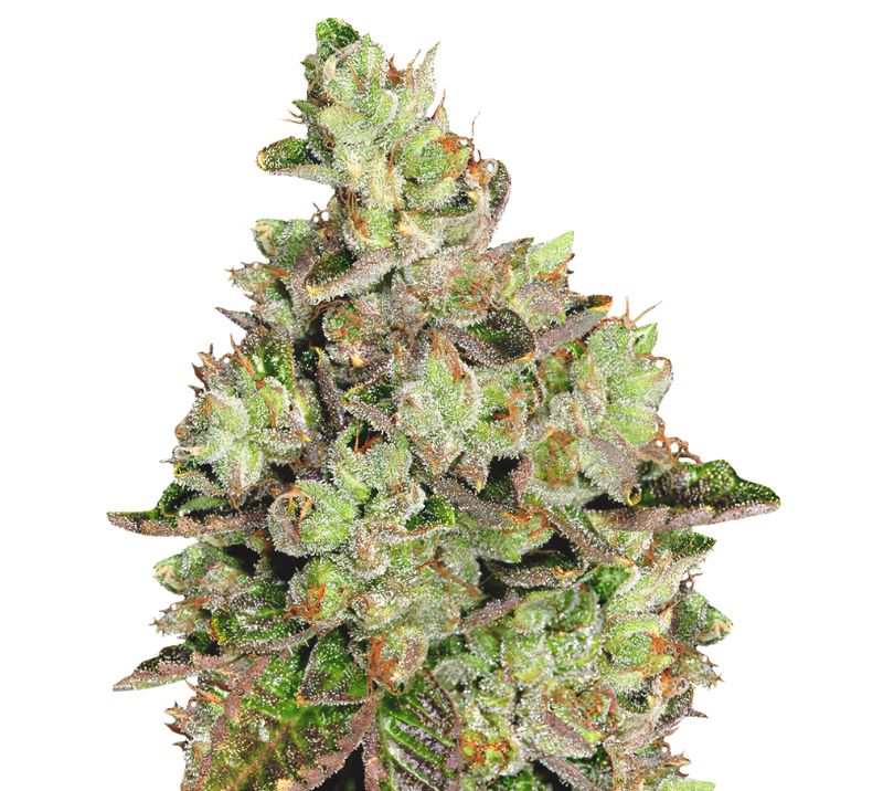 Venom OG Cannabis Seeds