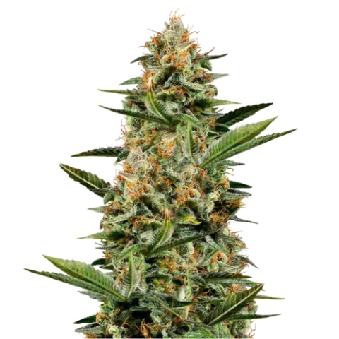 Venus OG Cannabis Seeds