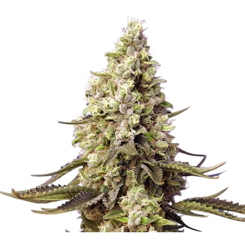 Violator Kush Cannabis Seeds