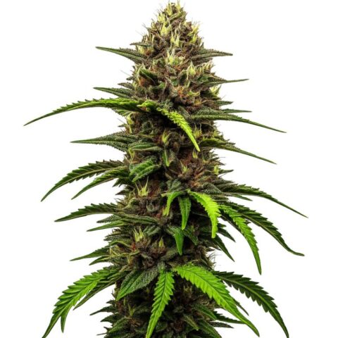Watermelon Bubblegum Cannabis Seeds
