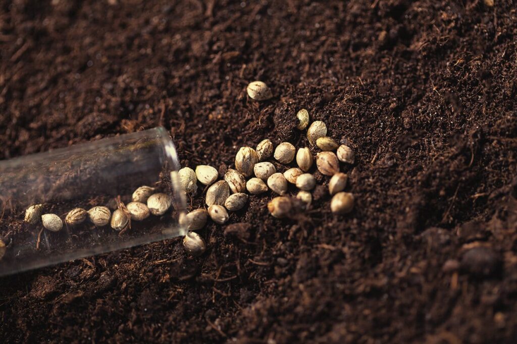 What Are the Benefits of Direct Soil Germination for Cannabis Seeds