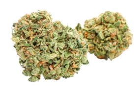 What Cannabis seeds Work Best in Greenhouse Grows dd