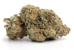 What Cannabis seeds Work Best in Greenhouse Grows e