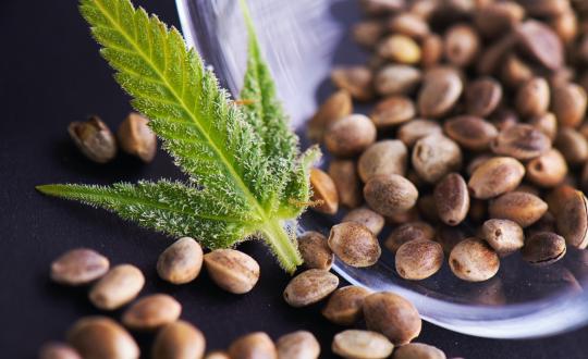 What are the benefits of choosing regular seeds