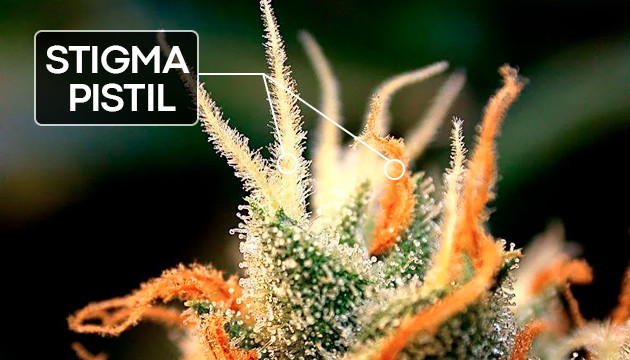 What defines a stigma in a plant