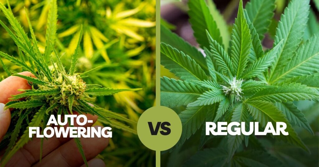 What distinguishes autoflowering seeds from regular seeds