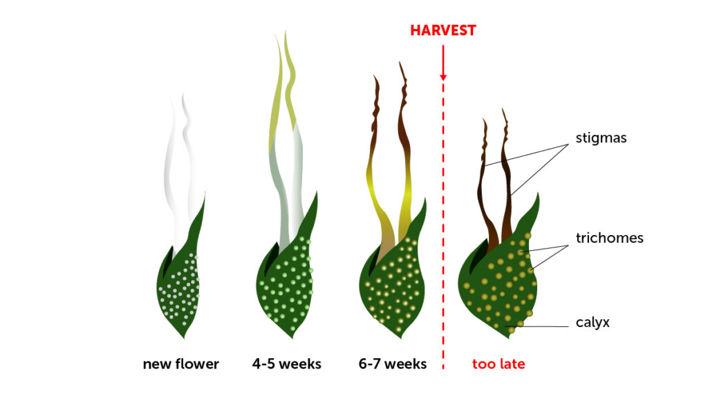 What function do pistils serve in cannabis plants