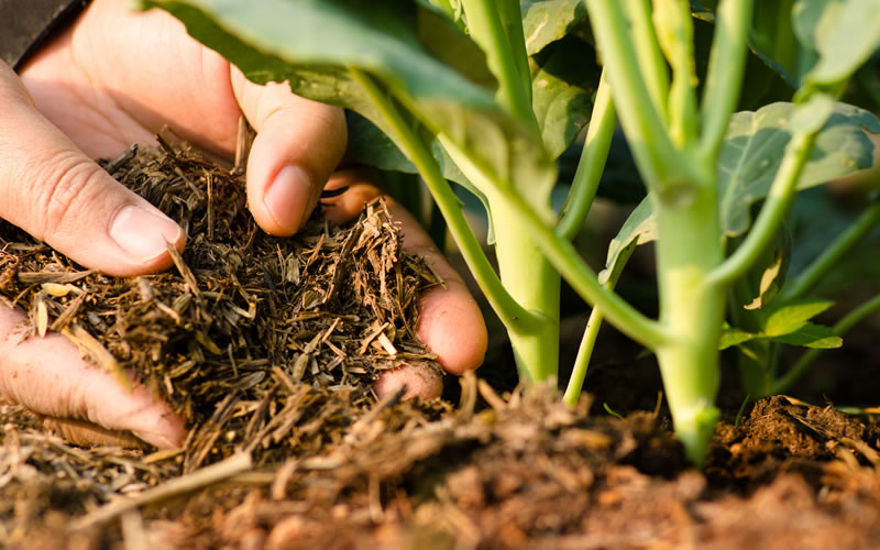 What role does humus play in soil fertility