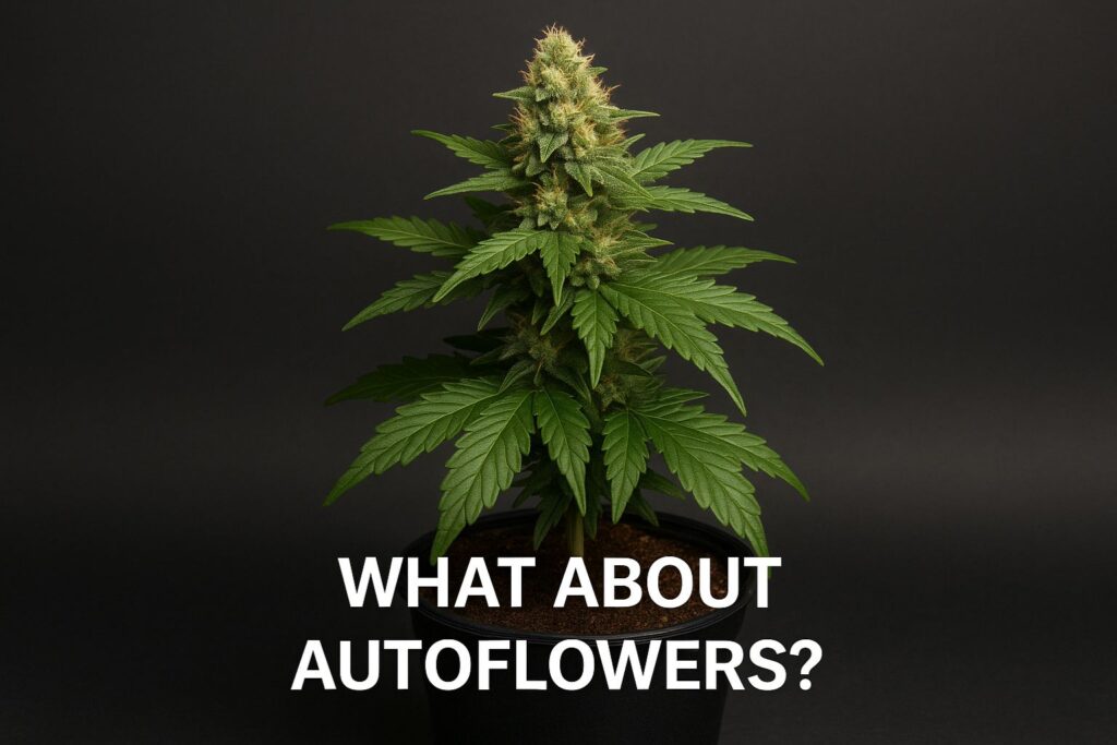 cannabis autoflower light schedule