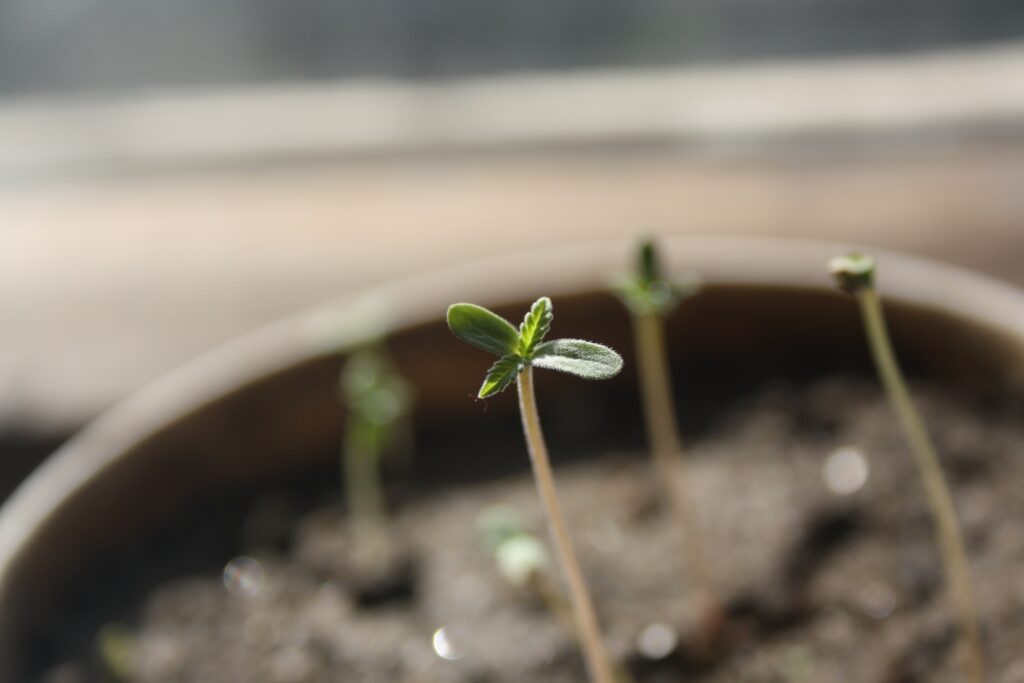 When Should You Stop Waiting for Your Cannabis Seed to Sprout