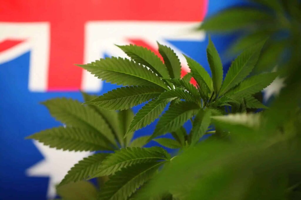 Where to Find Cannabis Seeds