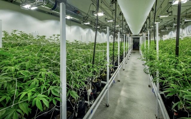 White Buffalo cultivation