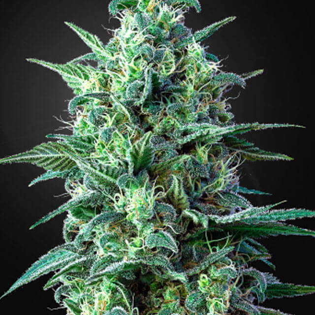 White Widow Auto CBD and medical benefits