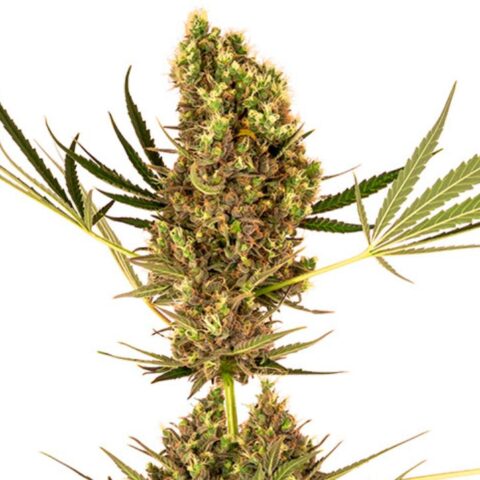 White Berry Cannabis Seeds