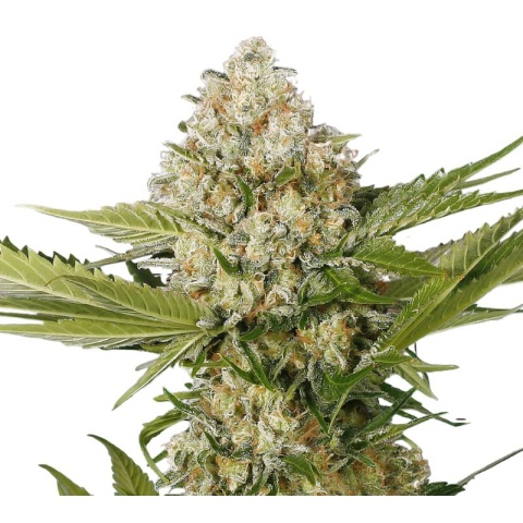 White Buffalo Cannabis Seeds
