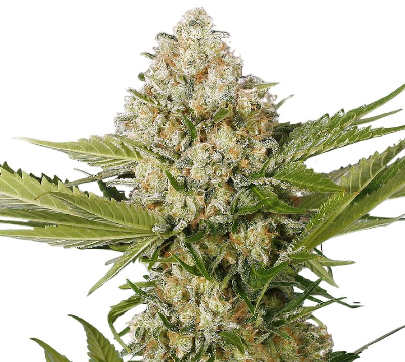 White Buffalo Cannabis Seeds