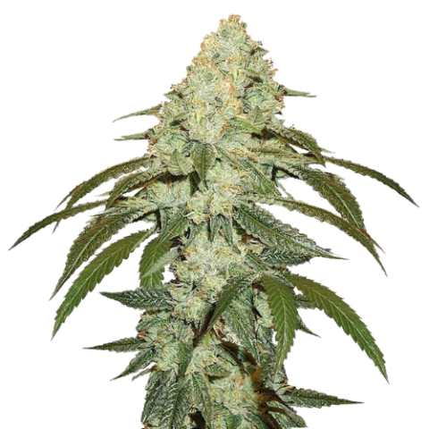 White Fire OG Cannabis Seeds