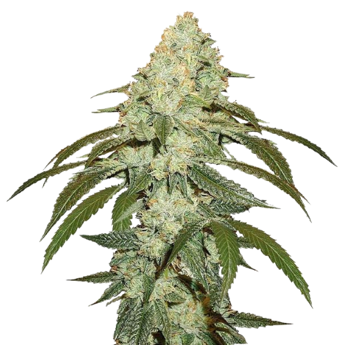 White Fire OG Cannabis Seeds