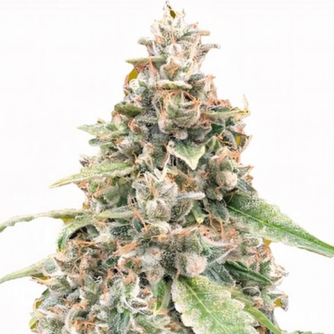 White OG Cannabis Seeds