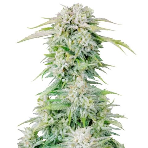 white widow cannabis seeds