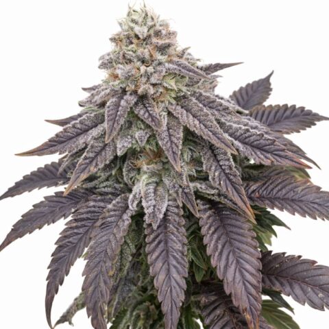 Wildberry Cannabis Seeds