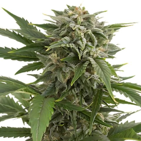 Willie Nelson cannabis seeds known for producing tall, energizing sativa plants with clear-headed effects and citrus aroma.
