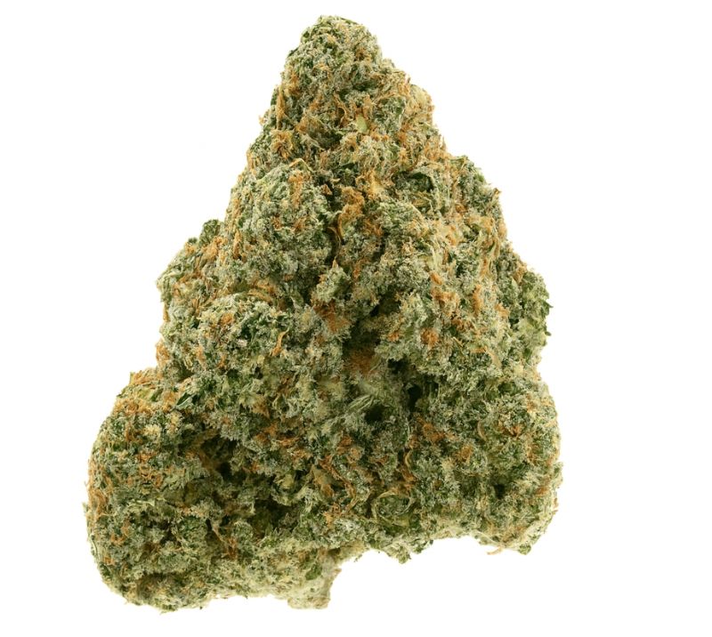 XJ-13 strain