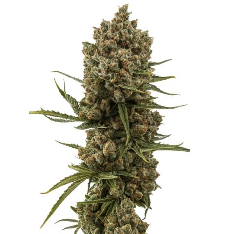 XJ-13 cannabis seeds