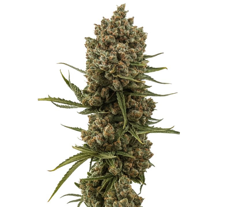 XJ-13 cannabis seeds
