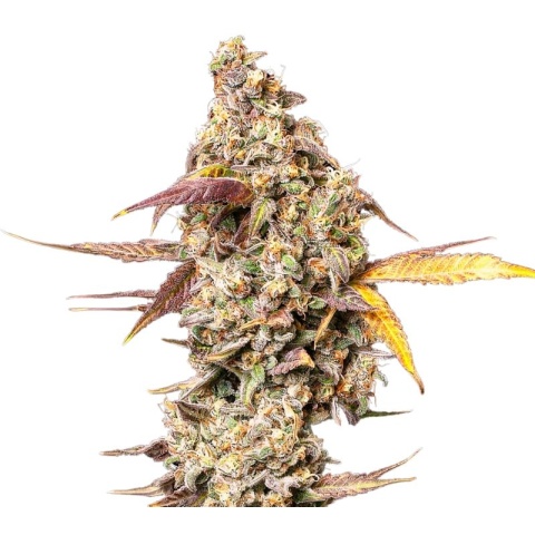 Yoda OG Cannabis Seeds