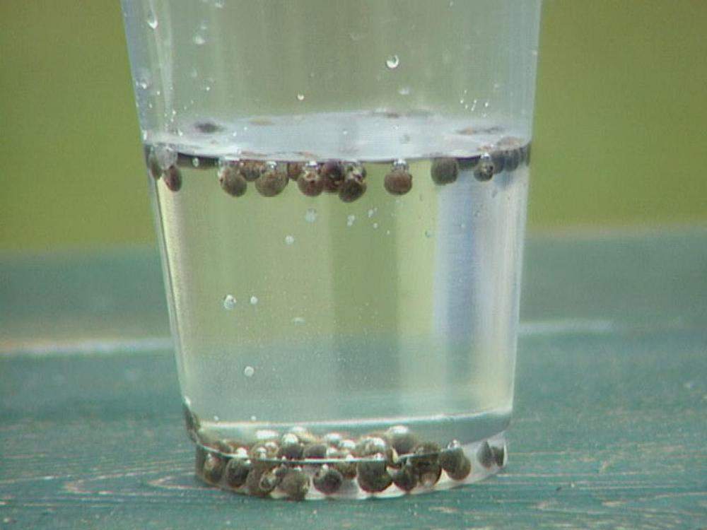 activate seeds in water