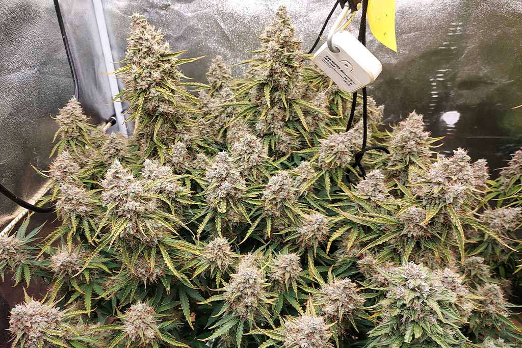 auto white widow autoflower cannabis seed to harvest grow report by cannabis sir