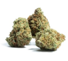 award winning cannabis seeds you can buy in 2025 e