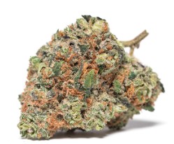 award winning cannabis seeds you can buy in 2025 h