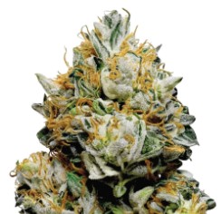 award winning cannabis seeds you can buy in 2025 i