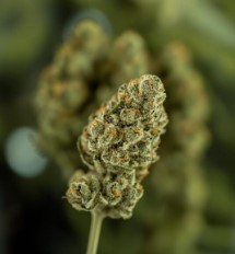 award winning cannabis seeds you can buy in 2025 j