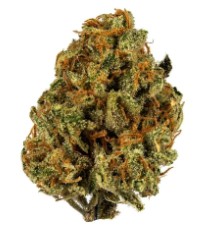 award winning cannabis seeds you can buy in 2025 k