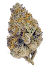 award winning cannabis seeds you can buy in 2025 l