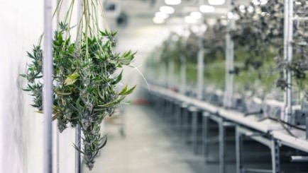 beginner friendly autoflower cannabis seeds e